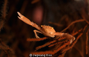 crab by Jagwang Koo 